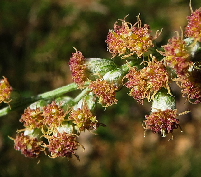 Artemisia